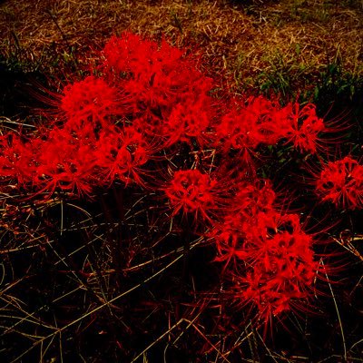 komikazu_kucc25's profile picture. kucc25 つねにろーてんしょん