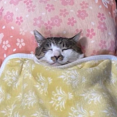 mikuketasunkan's profile picture. 20⬆️