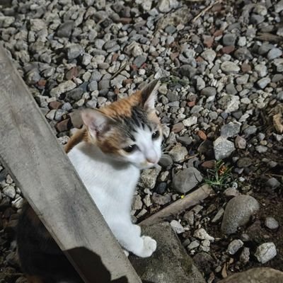MomotaroSix's profile picture. 