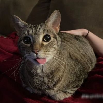 El_chizpasoBV's profile picture. OLAAAAAA BUSCO MUTIS, ACEPTO KUALKIER SUBTWT