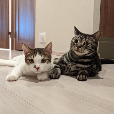 metallic_blue0's profile picture. 千葉ジェッツを応援しています！   愛猫はアメショのあおとMIXのさくらです。