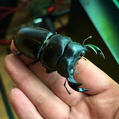 T_ThanatosKH's profile picture. 急にカブクワにハマりました。マレーシアのキャメロンハイランドにこだわってやっていこうかなと思います。無言フォローすみません。ただ今双極性障害etcの精神病と闘病中