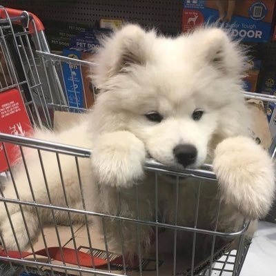 buttertoastydd's profile picture. 