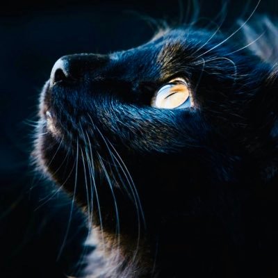 NORMAL_868's profile picture. 成人済みです！VALORANTやLOL、ソシャゲはNIKKEやってます！よろしくお願いします！