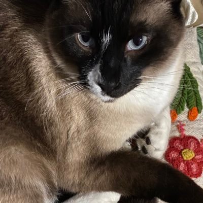 LundellZiyaad's profile picture. 