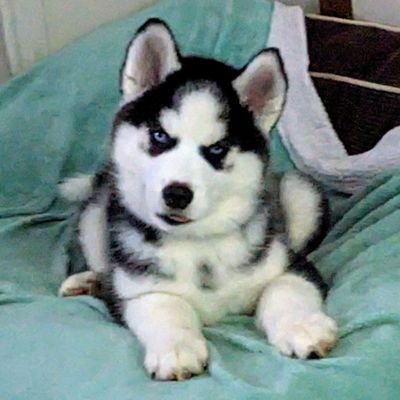 dhutton777's profile picture. Follower of King Jesus!