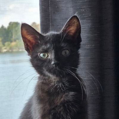 MarthaMitc50418's profile picture. grandmother fighting facists.