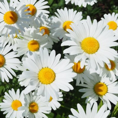 kii25510's profile picture. 🦐🌻／⛄️🩷