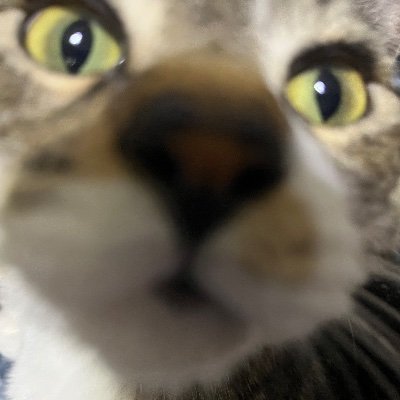 _marusama_'s profile picture. ポケモンGOと可愛いが大好きです💖
推しはシェイミ😊シェイミ好きな方、是非お友達に！(実はゲンガーとタブンネも！)
映画はマーベルやジョン・ウィック大好き💖
ソロキャンプも好き(🔰)ゆるキャン△好き⛺️
#ポケモンGO
#シェイミ
#ソロキャンプ
#ゆるキャン△
#ジョン・ウィック
#ぬいぐるみ
#可愛い