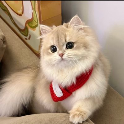 kino_o628's profile picture. 36D｜top2读书中