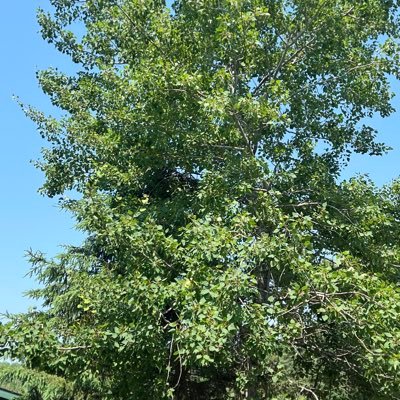 switzer_blaine's profile picture. 