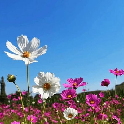 Chillvia_'s profile picture. 
