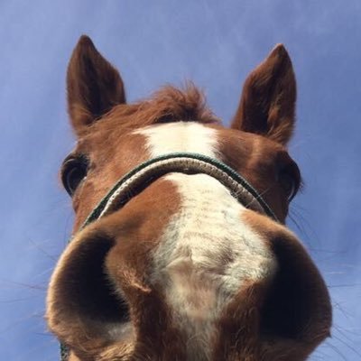 ppotonyangz's profile picture. im js a soomer