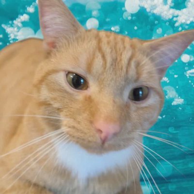 MButtwater61801's profile picture. My wife asked ChatGPT why our cat was peeing out his butt. The AI spiraled into chaos and delivered a diagnosis we’ll never forget: mystery butt water.