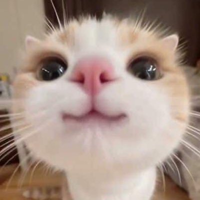 yulimercu's profile picture. ☿️🐱😈