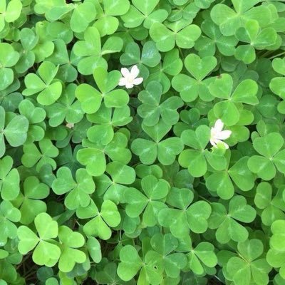 sx4rv's profile picture. 