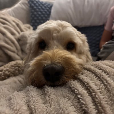 AmySamp92286080's profile picture. 