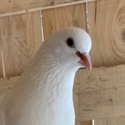 amusedhodl's profile picture. 