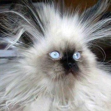 balerinacr's profile picture. Crypto 🐈