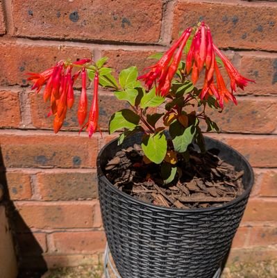 bertie183572's profile picture. 