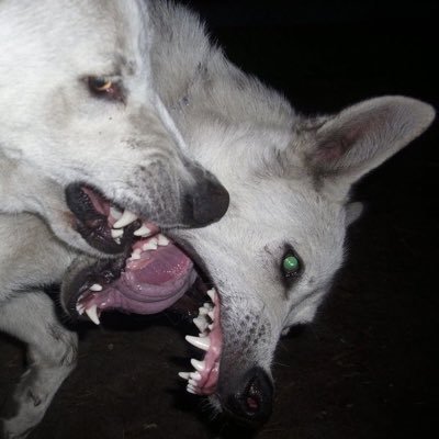 donanisdead's profile picture. 