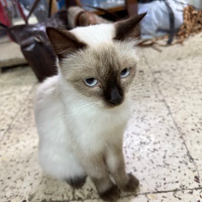 helioo_philee's profile picture. 