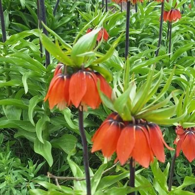 sifa_hatun96's profile picture. 