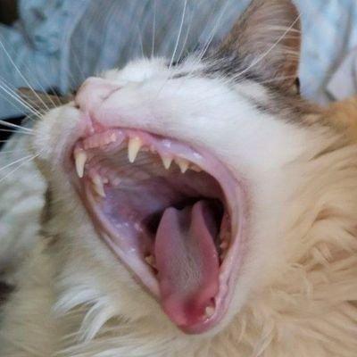 juanjefff99's profile picture. 