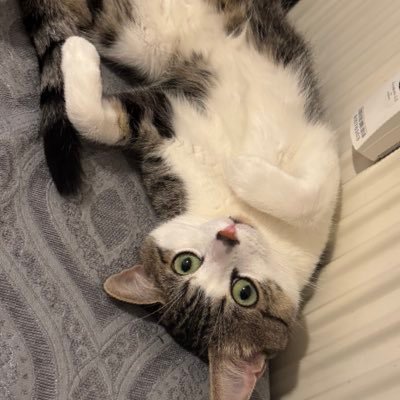 Amararoza1's profile picture. roj bi tavê xweşi