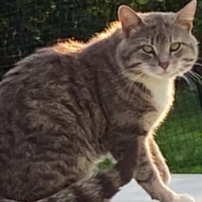 gamercatz37's profile picture. just a person that loves cats and video games