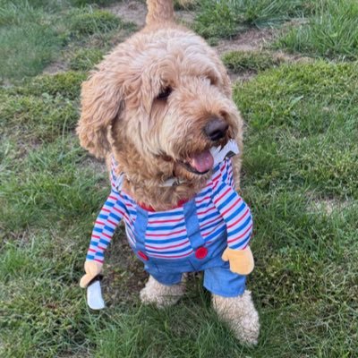 stogersens's profile picture. 