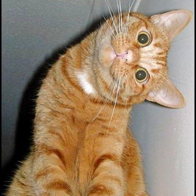 Chest287231's profile picture. Meow.