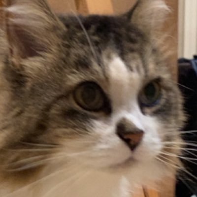 IronicGangster's profile picture. 3D Modeler/Animator, Co-lead of @SonicDaybreak