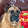 bullmastiffbet's profile picture. Bullmastiff Dog • (Female) • Love Food / My Family ❤️.
