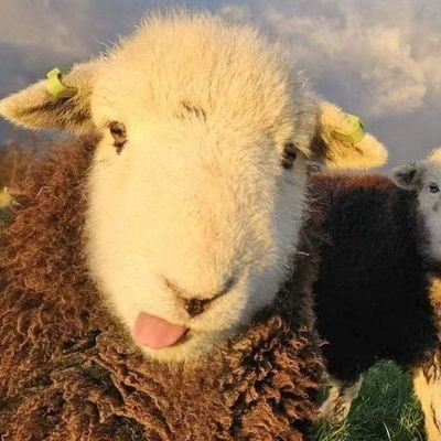 spicykat360's profile picture. Inside Your Sun