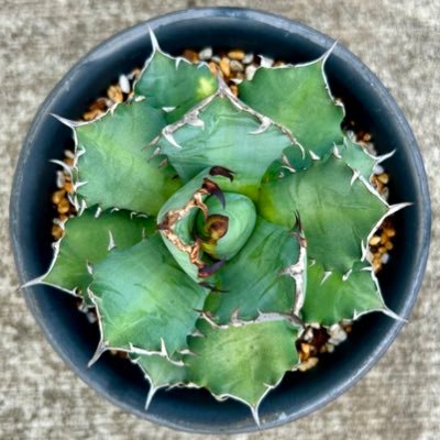 dt_mneg's profile picture. 植物育成アカウント。灌木・塊根が特に好き。