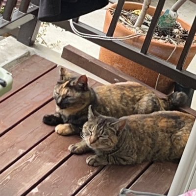 kohaku00111361's profile picture. 