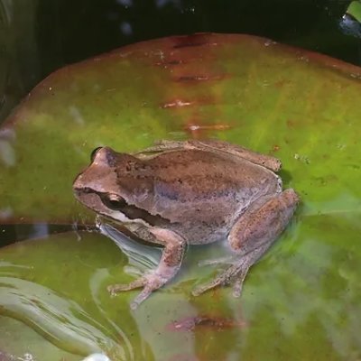 rektpleb62712's profile picture. WNAGMI