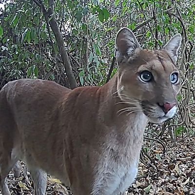 puma_concol0r's profile picture.