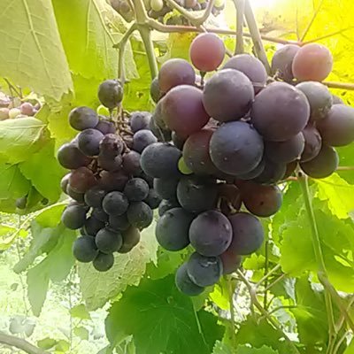 horse83898's profile picture. 