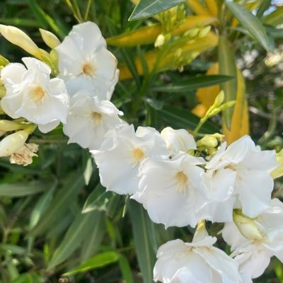 Baabycherryss's profile picture. 