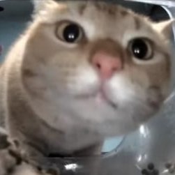 mistergoobert's profile picture. 