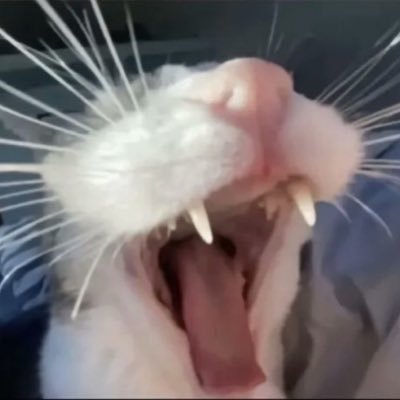 tallytwtanon's profile picture. Anonymous opinions about users on Tallytwt