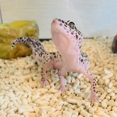 steak_darts_'s profile picture. レオパ×1 クレス×1 爬虫類飼ってる人、全員フォローしたいです😊眺めさせてください