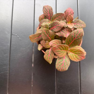 ptvivan's profile picture. BNB Holder | 🧠 Alpha Trader @Binance | Exploring #DeFi & #YAP