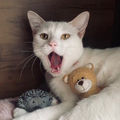 bibiisesfiha's profile picture. @bibistesuda