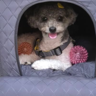 ichiheon13's profile picture. Kaito AI Yapper Studys Crypto AirDrop
