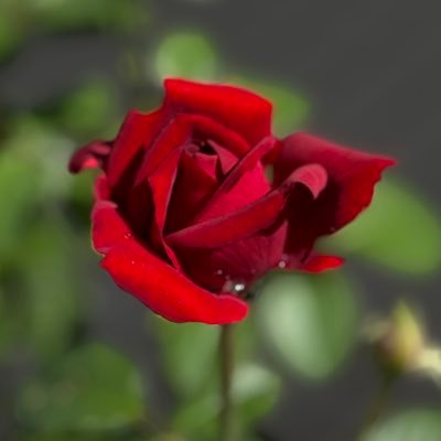 hirokun35434's profile picture. コーヒー大好き、今は、ハンドドリップで彷徨っています。なかなか、同じ様に入れれません。フォローばかりで、投稿は少ないと思います。無言でのフォロー、申し訳有りません。