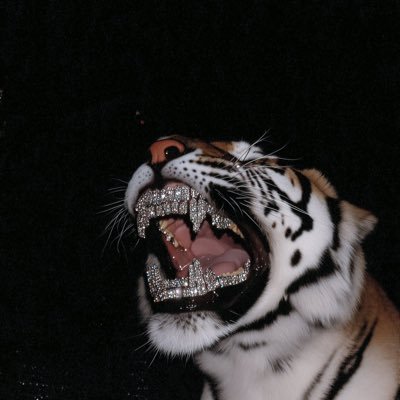 MiniMe_sol's profile picture. WAGMI 🌕