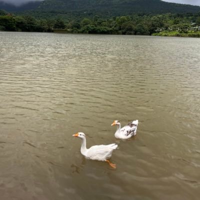 SatireBuddy's profile picture. free thinker